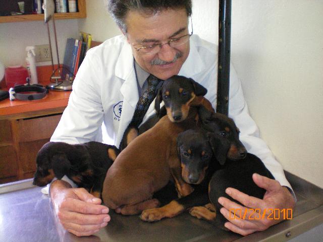 Doberman Pinscher puppies