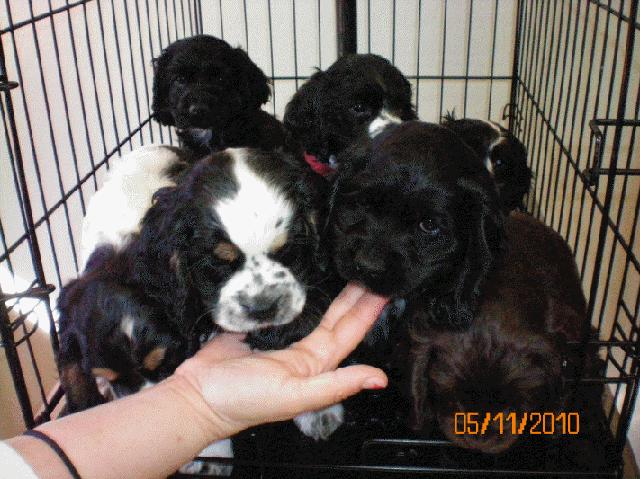 Quiring Puppies